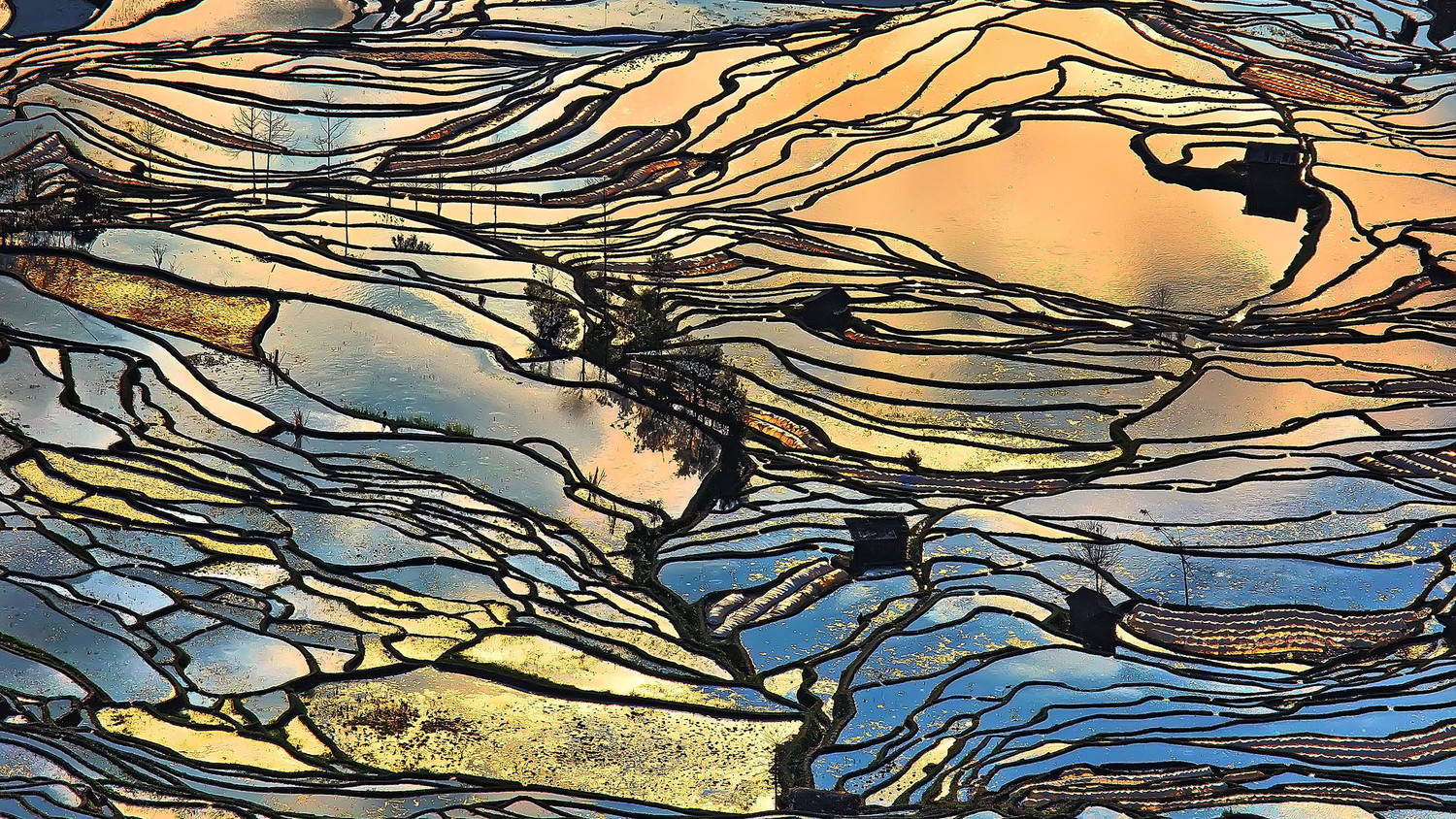 「Rice field」Tang Pui Yee